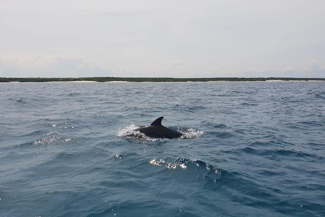Zanzibar Deep Sea Fishing & Local Fishing. - Transportation and Meeting Points