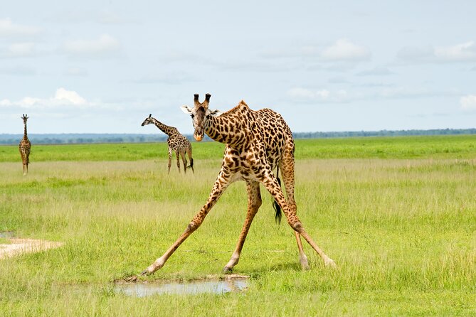5 Days Comfort Safari in Tanzania