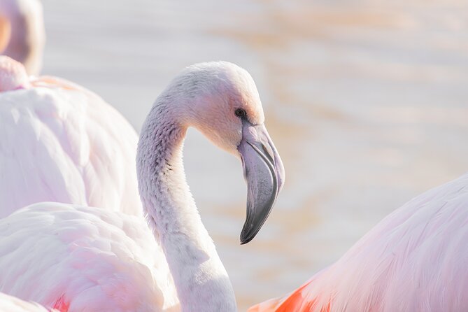 5-Days Discovering Birds of Portugal and Spain With Guide - Key Points