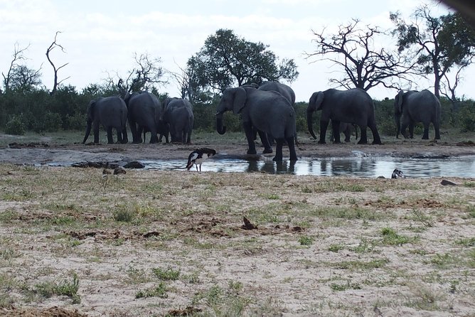 5 Days Kasane to Maun Safari (Kasane, Chobe, Khwai, Moremi, Maun) - Key Points