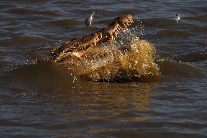 1 Day Skukuza Wildlife Photographic Safari - Kruger National Park - Pricing and Reviews