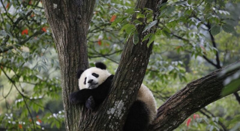 1-Day Tour：Discovering Pandas & the Majestic Giant Buddha - Frequently Asked Questions