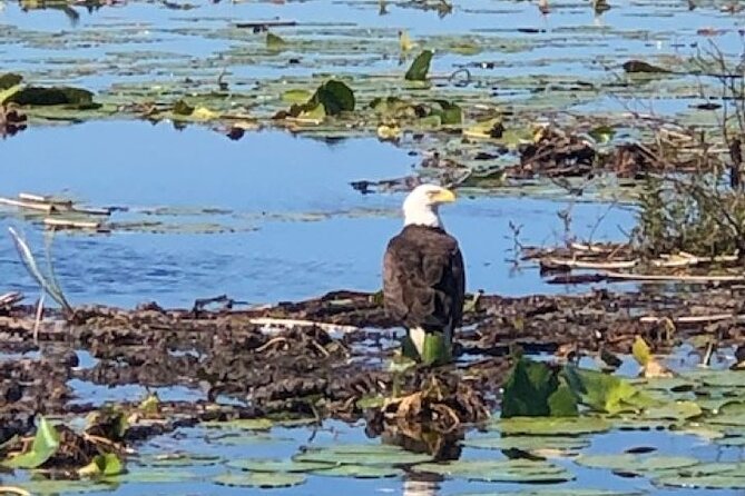 1 Hour Everglades Airboat Tour Central Florida - Traveler Reviews and Ratings