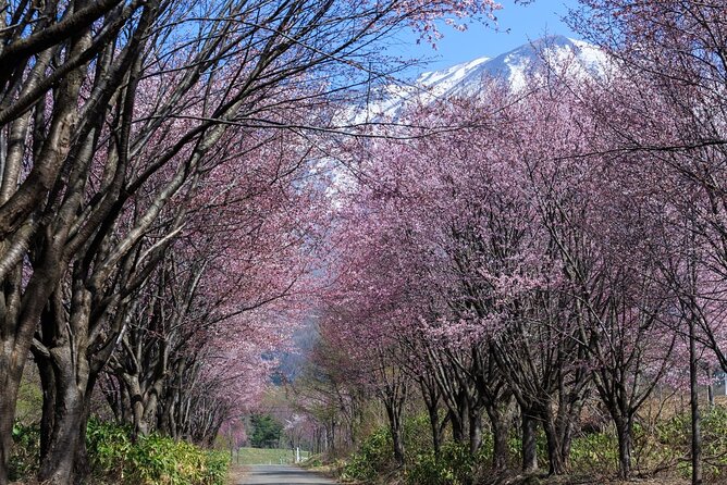 1 Hour Private Photoshoot in Aomori - What to Expect