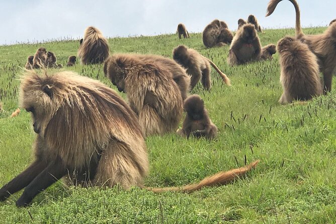 12 Days Ethiopia Tour - Reviews and Testimonials