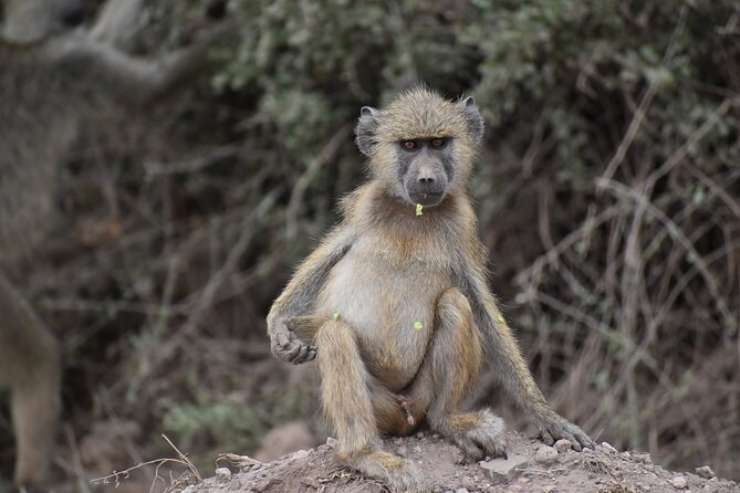13 Days Best of Kenya and Tanzania BudgetSafari - Customer Reviews