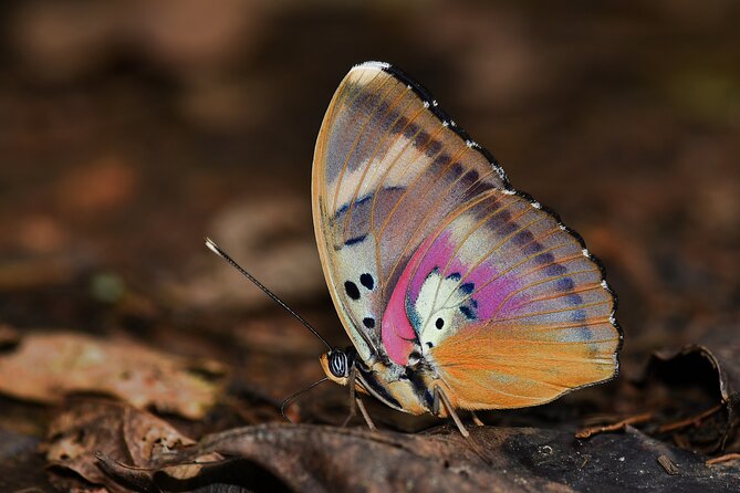 14 Day Ghana Butterfly Tour - Booking Process