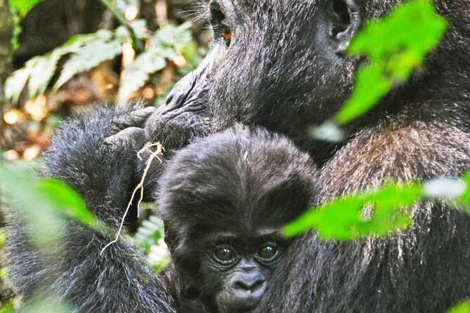 14 Days Uganda Wildlife and Primate Safari With Bigfive - Accommodation Details