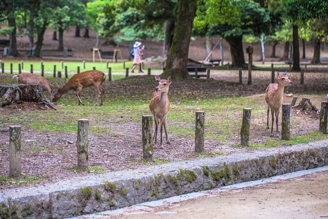 2 Day Kyoto and Nara Tour From Tokyo - Exploring Kyoto