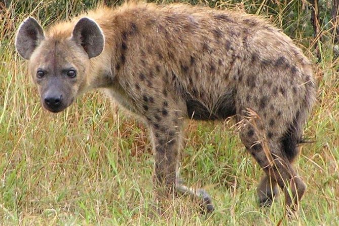 2 Day Safari Isimangaliso Wetland Park & Hluhluwe Imfolozi From Durban - Customer Experiences