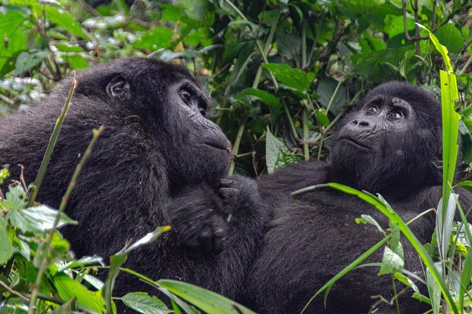 2 Days Gorilla Trekking Rwanda - Frequently Asked Questions