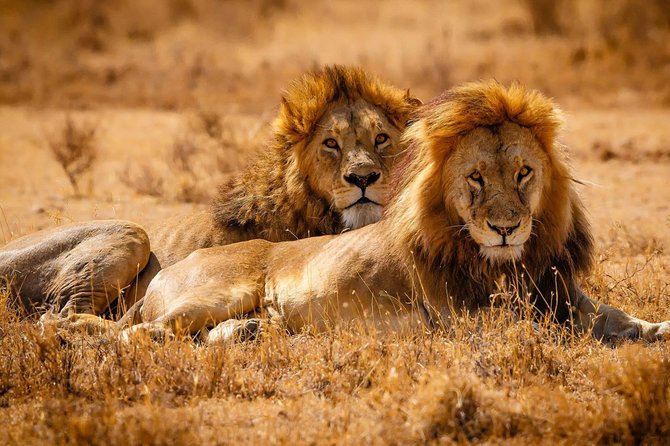 2 Days Lodge Safari - Lake Manyara and Ngorongoro Crater - Travel Tips