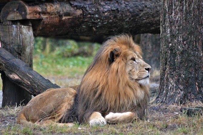 2 Days Tarangire & Ngorongoro Budget Camping Safari Tour Tanzania - Traveler Reviews and Ratings