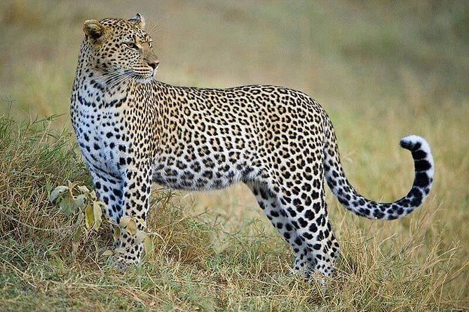 2 Days Tsavo East and Saltlick - Frequently Asked Questions