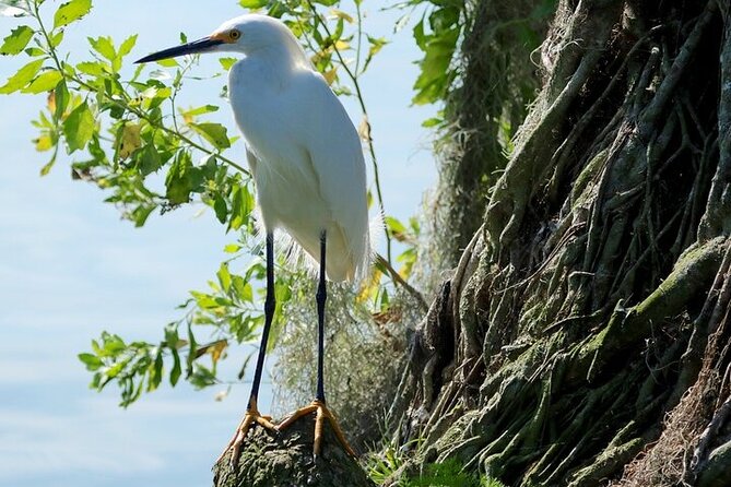 2 Hour Historical Wildlife Tour of the Chain of Lakes - Preparing for Your Tour