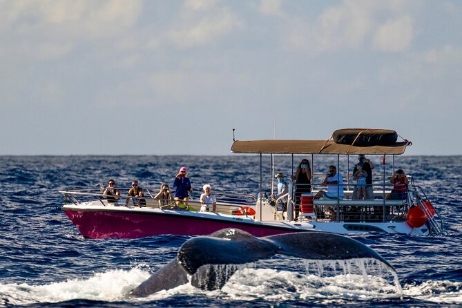2 Hour Lahaina Sunrise Whale Watch - Tips for an Enjoyable Whale Watching Experience