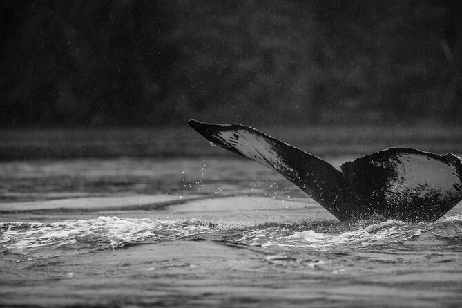 2-Hour Marine Wildlife Tour in Sitka - Booking Details