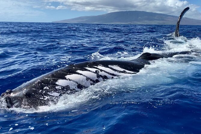 2 Hour Prime Time Maui Whale Watching - Exploring Mauis Whale Watching Wonders