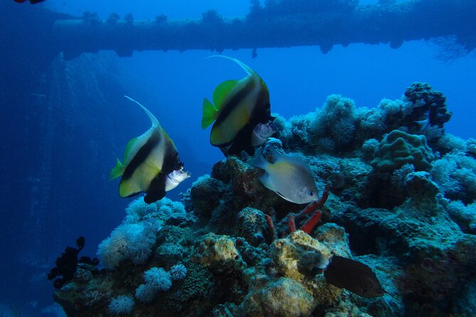 2 Hour Private Night Diving in the Red Sea of Aqaba - Booking and Cancellation Policy
