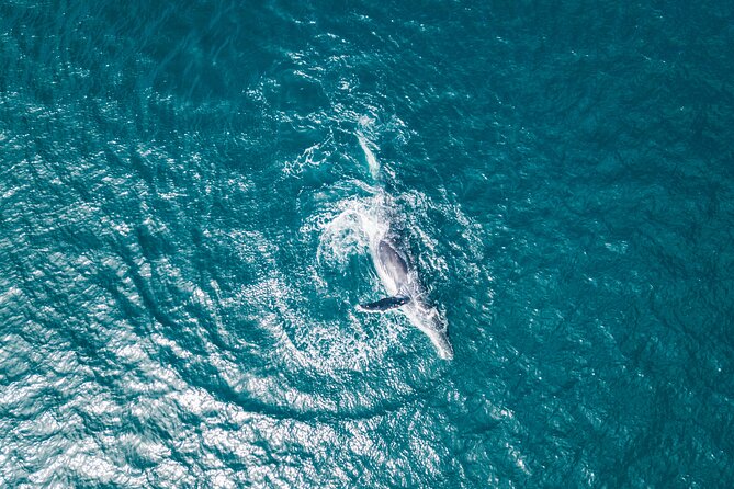 2 Hour Whale Watching Kayak Tour for Two - Preparing for the Tour