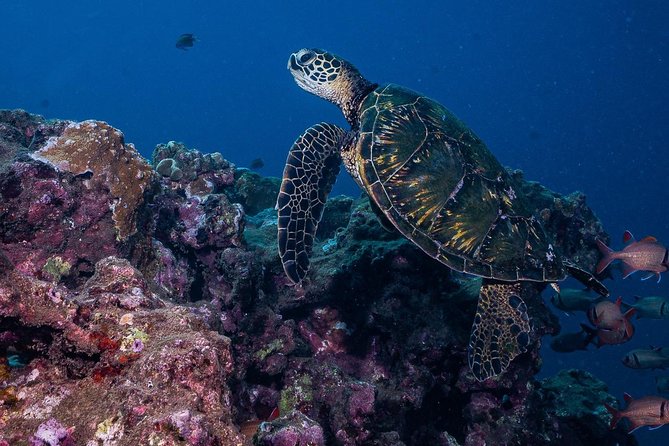 2-Tank Maui Turtle Scuba Dive or Snorkel Boat Tour - Snacks and Refreshments