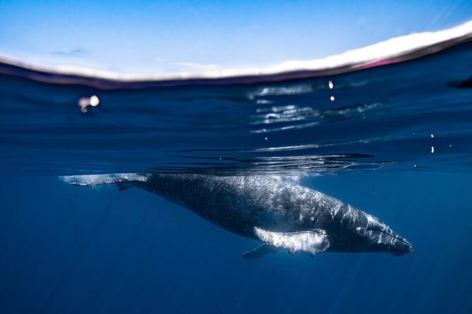 2Hour Whale Watching and Boat Cruise in Haleiwa Oahu Hawaii - Tips for a Great Whale Watching Experience