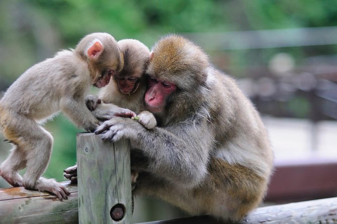 3-Day Private Tokyo and Nagano: Snow Monkeys, Tsukiji Market and Bullet Train - Exploring the Snow Monkeys of Jigokudani