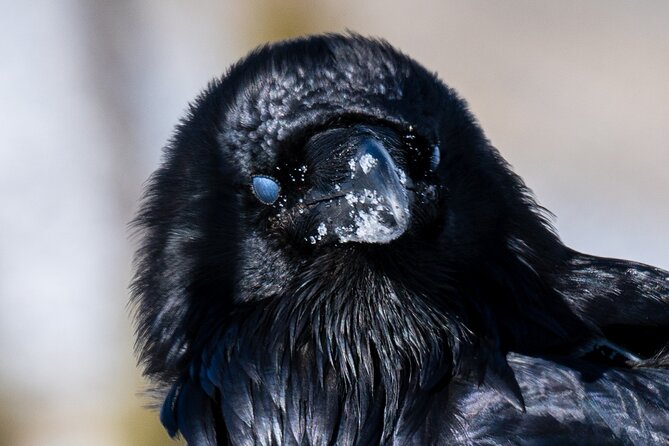 3 Day Wildlife Photography Tour in Yellowstone National Park - Inclusions and Exclusions