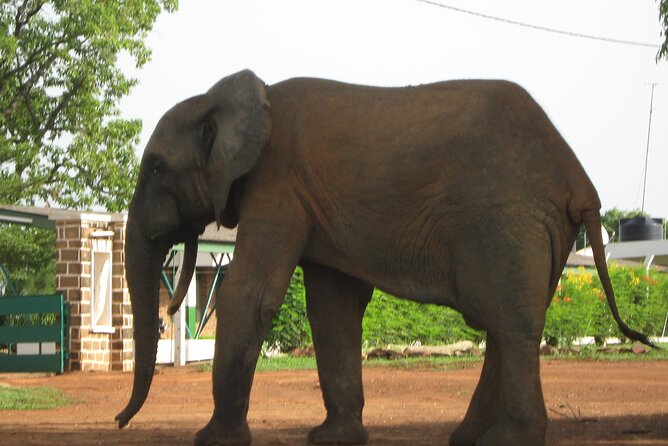 3 Days Elephants Safari at Mole Park With Round - Trip Flights - Cultural Engagement Opportunities
