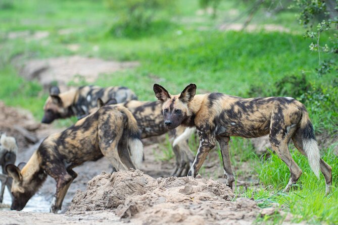 3 Days Serengeti- Ngorongoro Crater Budget Tour - Customer Reviews