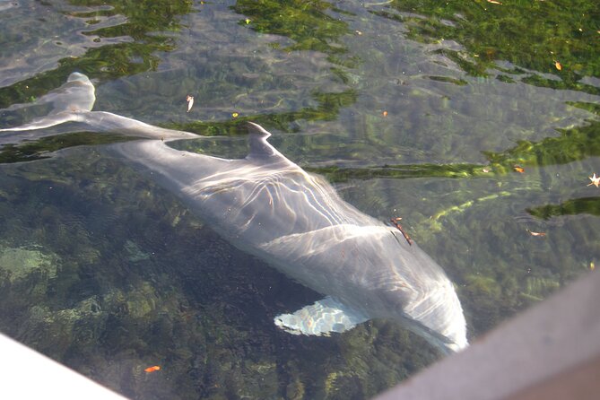 3 Hour Crystal River Wildlife Safari Boat Cruise - What to Expect on the Cruise