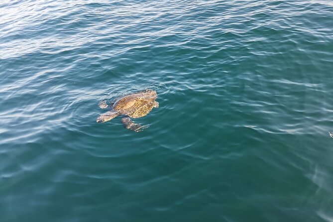 3-Hour Dolphin Watching Experience in Puerto Escondido - Health and Safety Considerations