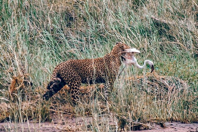 4-Day Northern Tanzania Camping Tour Safari - Customer Reviews and Ratings