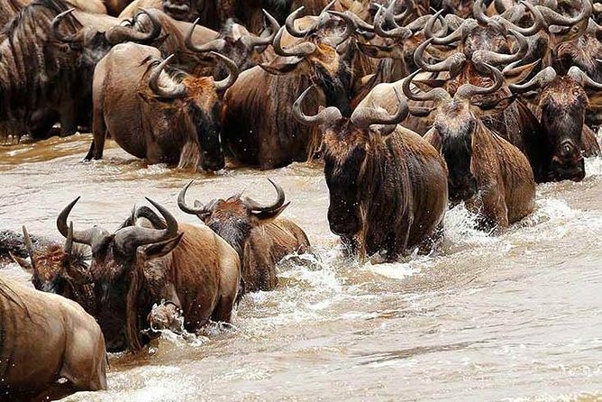 4 Day Private Camping Safari in Serengeti,Ngorongoro and Tarangire National Park - Important Considerations