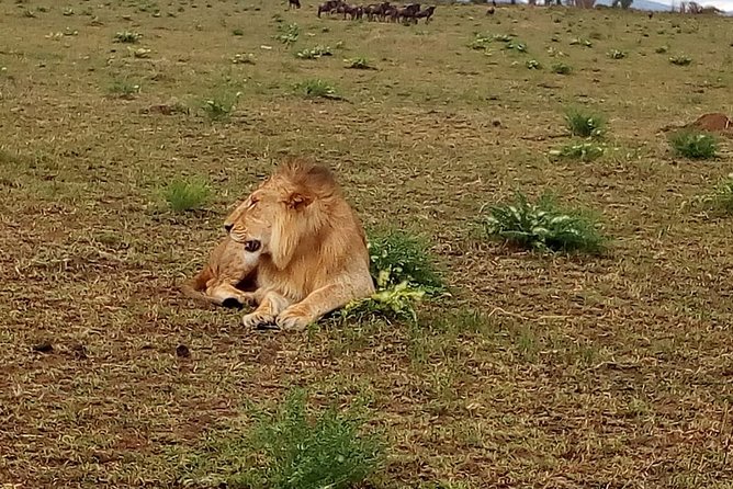 4-Day Tsavo East West and Amboseli National Park From Mombasa - Traveler Reviews