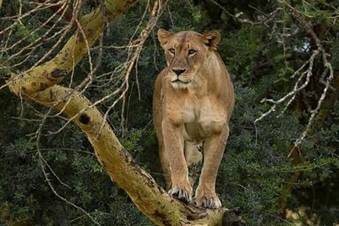 4 Days Group Joining Budget Safari To Masai Mara And Lake Nakuru National Park - Reviews and Ratings