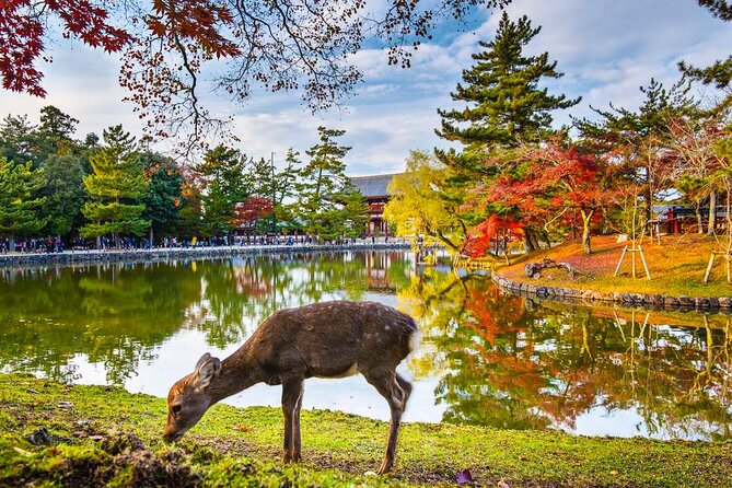 4 Days Private Customizable Tour in Osaka, Nara, Kyoto, Kobe - Itinerary Highlights