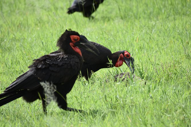 5 DAYS BUDGET SAFARI ( Tarangire, Ngorongoro Crater & Serengeti National Parks) - Guest Reviews and Ratings