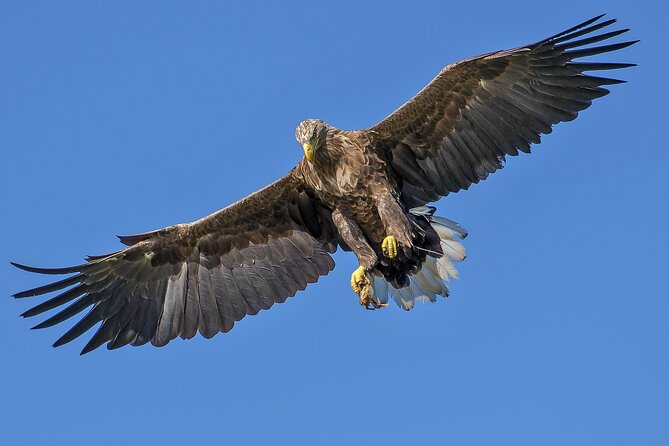 5-Days Discovering Birds of Portugal and Spain With Guide - Transportation and Pickup Information
