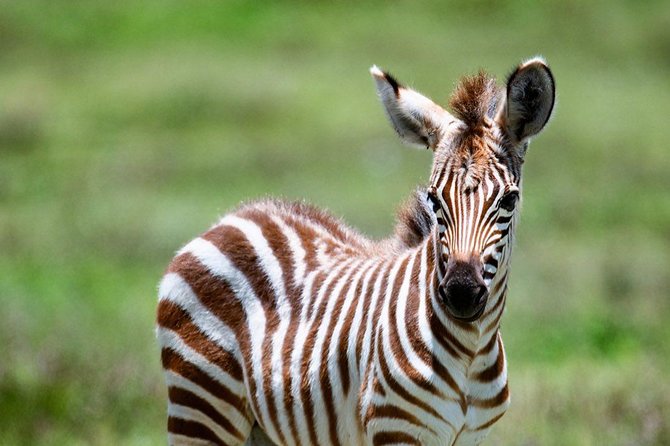 5 Days Tanzania Wilderness Camping Tour. - Reviews and Customer Feedback