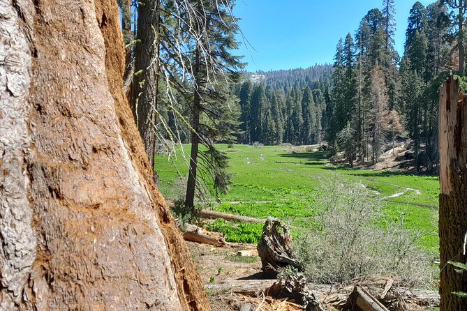 5 Star Rated Sequoia National Park Tour - Exploring the Giant Sequoias
