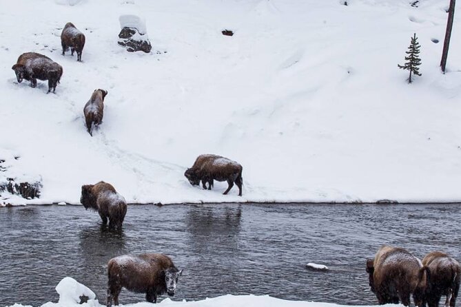 6 Day Winter Wonderland Tour Review - Snowcoach Adventure to the Grand Canyon of Yellowstone