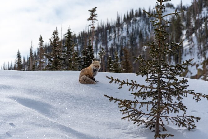 6 Hr Private Wildlife Hiking Tour in Rocky Mountain National Park - Booking Details