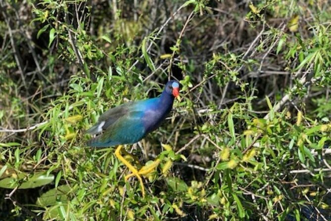 60 Min Small Group Everglades Airboat Ride in Miami - Value for Money