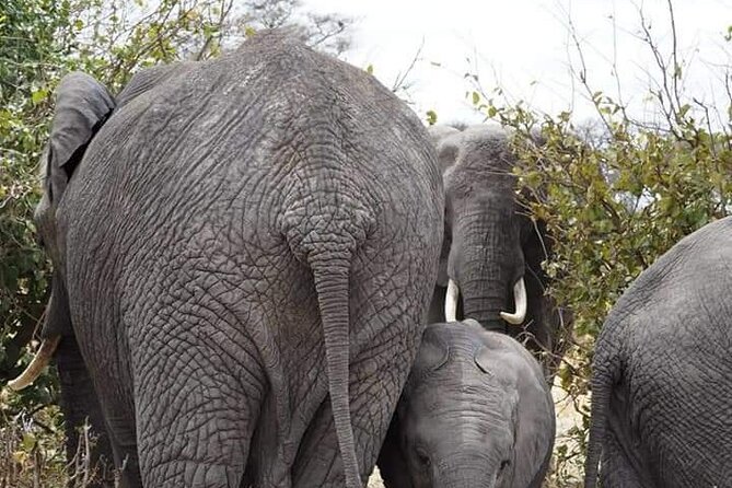 7 Days Tour Northern Tanzania Safari: - Booking Process