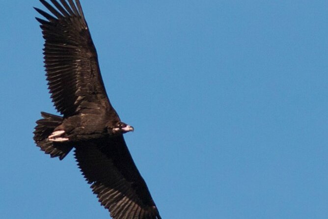 8-Day Private Tour Birds of Alentejo and Sierra Morena - Preparing for the Tour