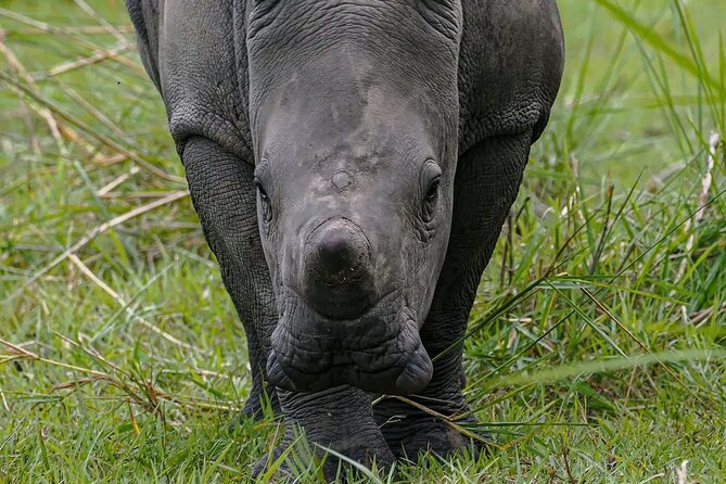 9-Day Private Uganda Wildlife Safari - Health and Accessibility