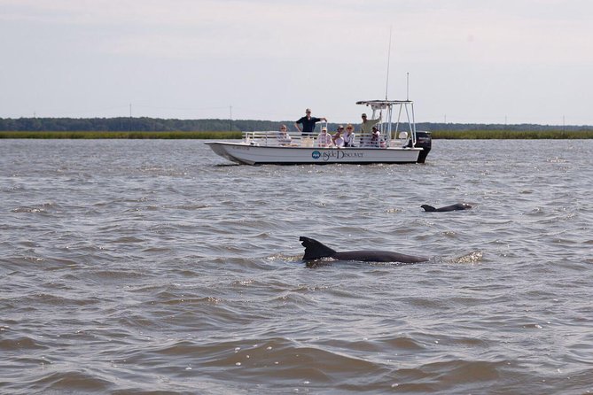 90-Minute Dolphin and Nature Tour of Hilton Head - Exploring the Salt-Marsh Ecosystem