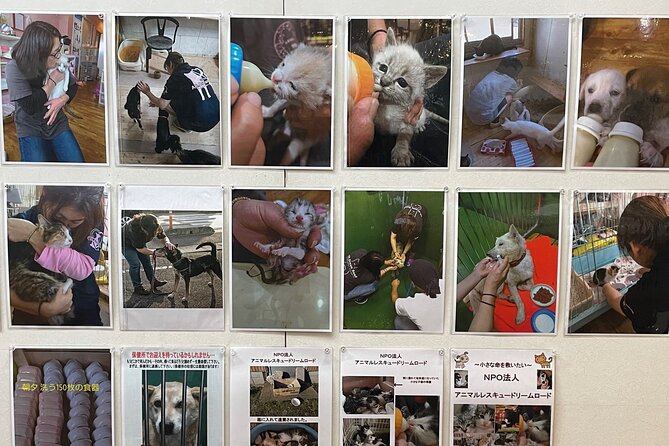 Admission Ticket to Imai Museum, Mizuhiki Exhibition & Cat Dog Photo Exhibition - Cat Dog Photo Exhibition: Capturing the Charm of Feline and Canine Companions