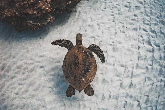Afternoon Turtle Snorkel Sail From Maui - Accessibility and Requirements